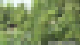 集いし野外放尿マニアな田舎のJK達